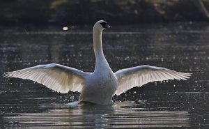 Mute Swan