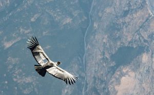 Andean condor