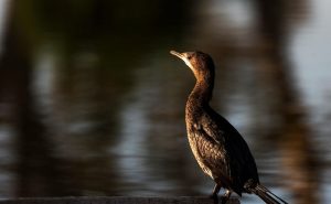 Cormorant