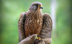 Sparrowhawk