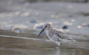 Sandpiper