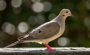 Mourning-Dove