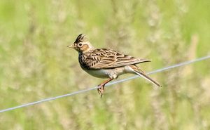 Skylark