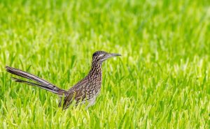Roadrunner
