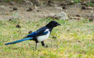 Magpie