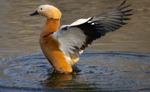 Shelduck