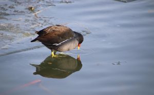 Watercock