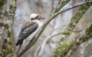 Laughing Kookaburra