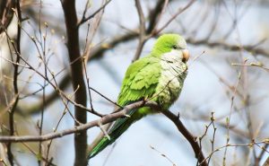 Monk Parakeet