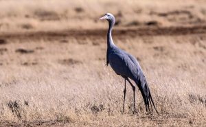 Blue Crane