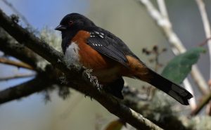 Towhee