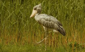 Shoebill