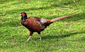 Pheasant