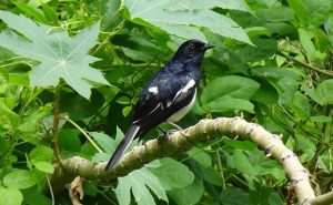 Oriental Magpie Robin