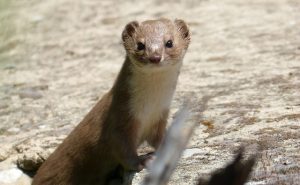 Weasel