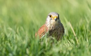 Kestrel