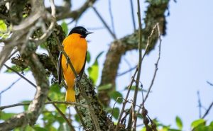 Baltimore-Oriole