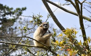 Lar-Gibbon