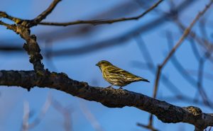 Siskin