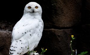 Snowy-Owl