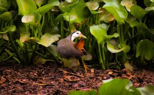 Waterhen
