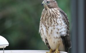 Cooper's Hawk