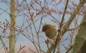Chiffchaff