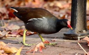 Moorhen