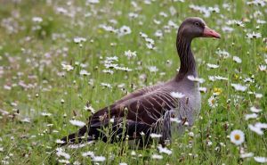 Goose