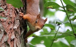 Flying-Squirrels