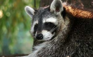 Racoon