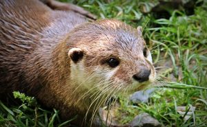 Otter