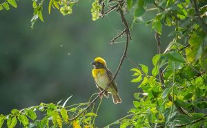 Weaver Bird