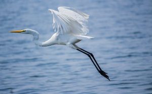 Egret