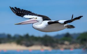Pelican