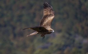 Black Kite