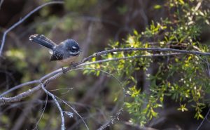 Fantail
