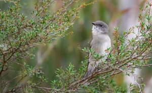 Thrush