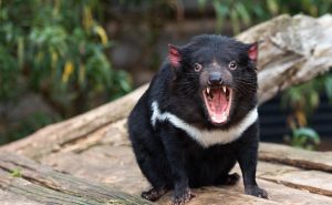Tasmanian Devil