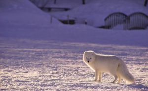Arctic-Fox