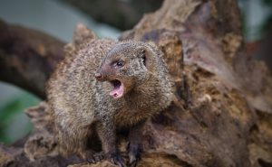 Mongoose