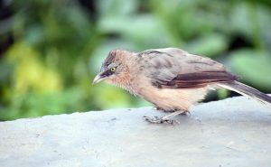 Babbler
