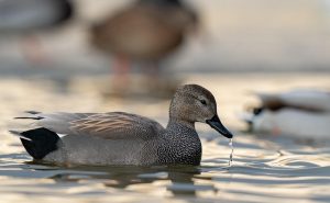 Gadwall