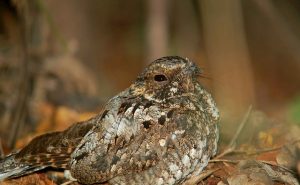 Nightjar