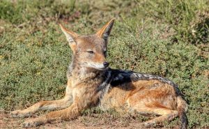 Jackal