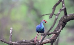 Swamphen