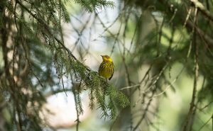 Warbler
