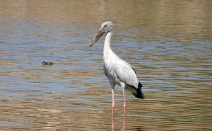 Openbill Stork