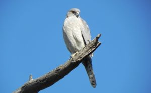 Shikra
