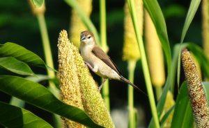 Silverbill